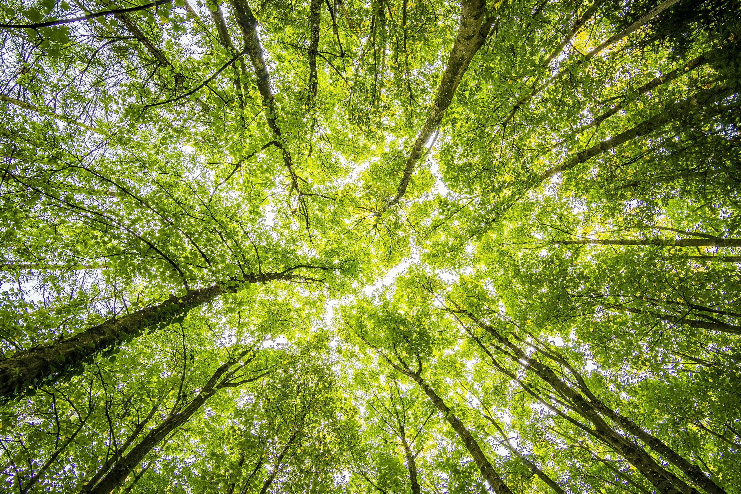 Water Purification Meets Sustainability: Green Certification as a Selling Point